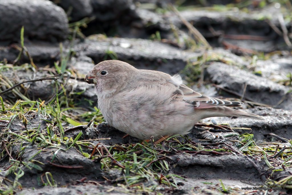 MONGOLFINK / MONGOLIAN FINCH (Bucanetes mongolicus) - Stng / Close