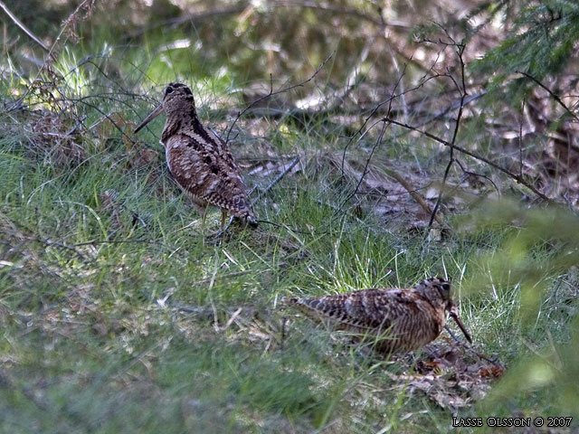 MORKULLA / EURASIAN WOODCOCK (Scolopax rusticola) - stor bild / full size