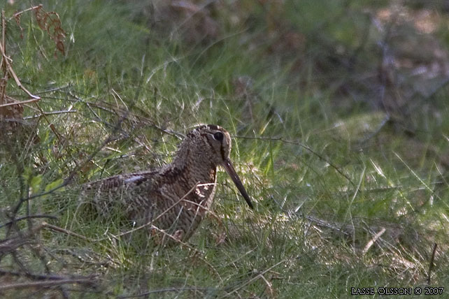 MORKULLA / EURASIAN WOODCOCK (Scolopax rusticola)