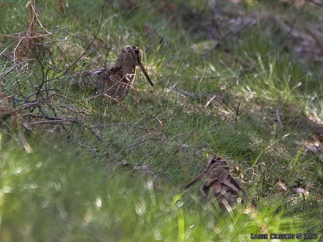 MORKULLA / EURASIAN WOODCOCK (Scolopax rusticola)