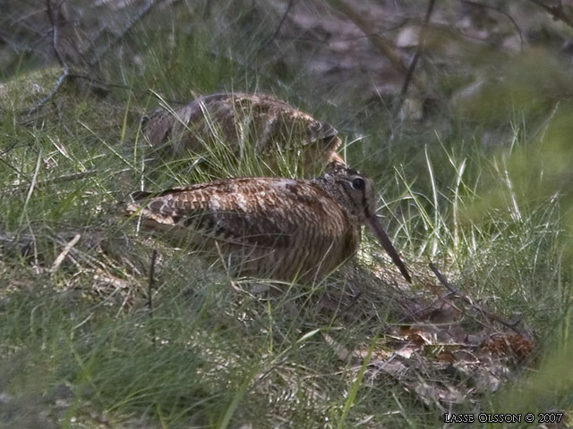 MORKULLA / EURASIAN WOODCOCK (Scolopax rusticola) - stor bild / full size