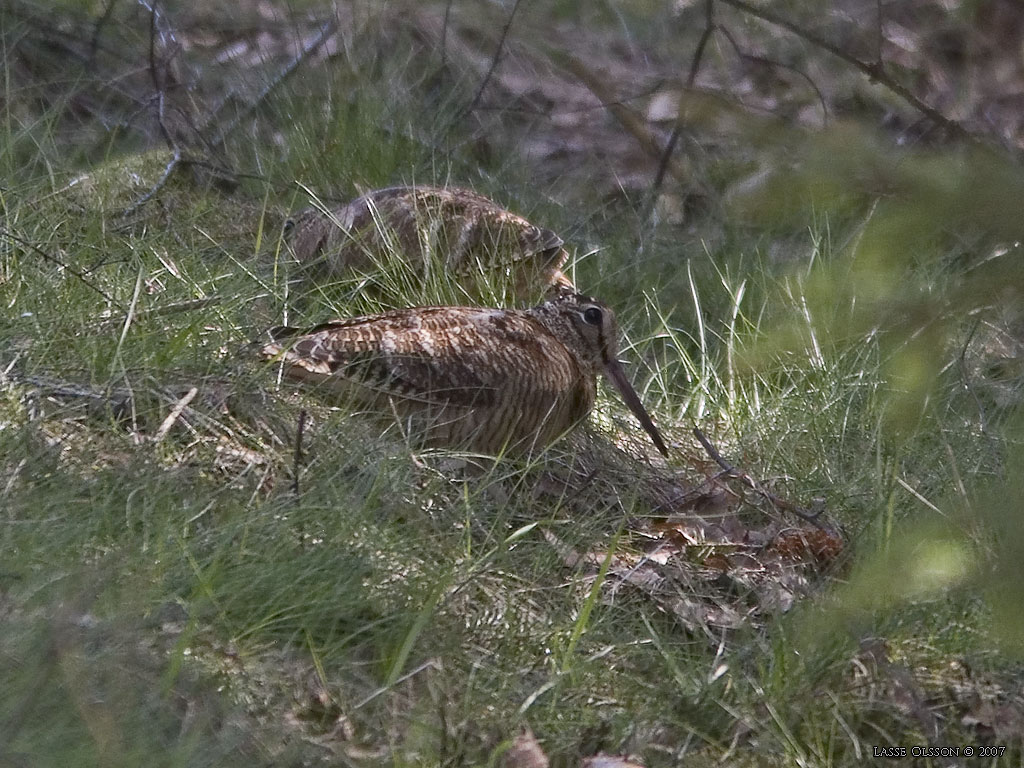 MORKULLA / EURASIAN WOODCOCK (Scolopax rusticola) - Stng / Close