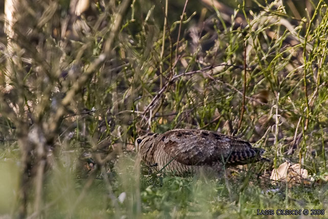 MORKULLA / EURASIAN WOODCOCK (Scolopax rusticola) - stor bild / full size