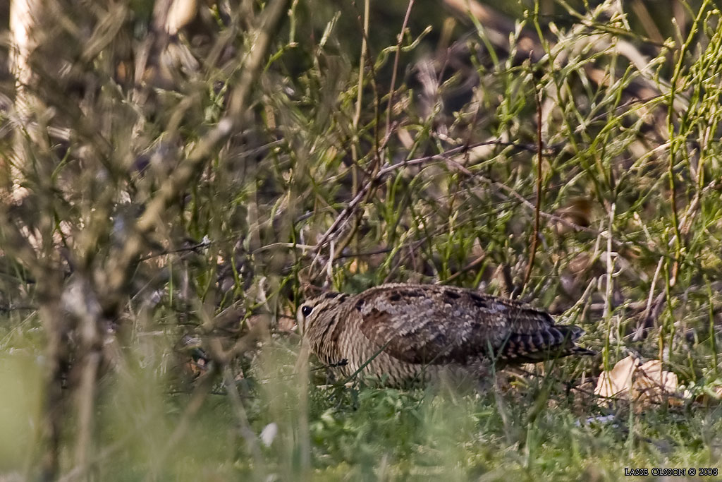 MORKULLA / EURASIAN WOODCOCK (Scolopax rusticola) - Stng / Close