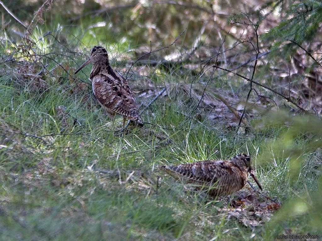 MORKULLA / EURASIAN WOODCOCK (Scolopax rusticola) - Stng / Close