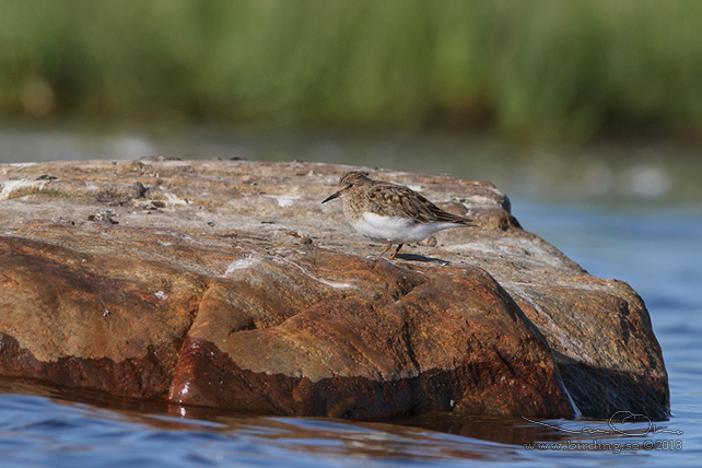 MOSNPPA / TEMMINCK'S STINT (Calidris temminckii)