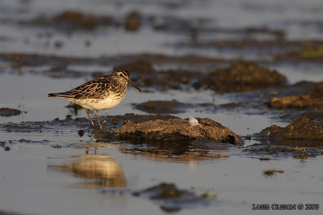 MYRSNPPA / BROAD-BILLED SANDPIPER (Limicola falcinellus) - stor bild / full size