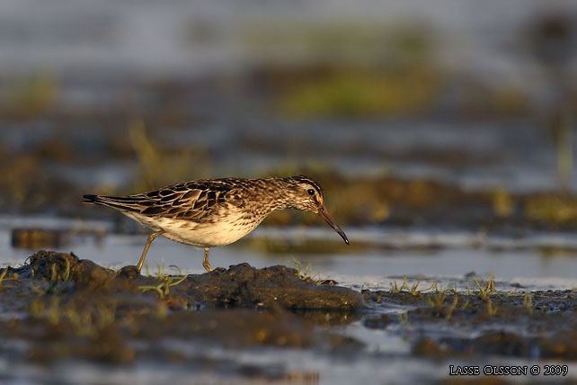 MYRSNPPA / BROAD-BILLED SANDPIPER (Limicola falcinellus) - stor bild / full size