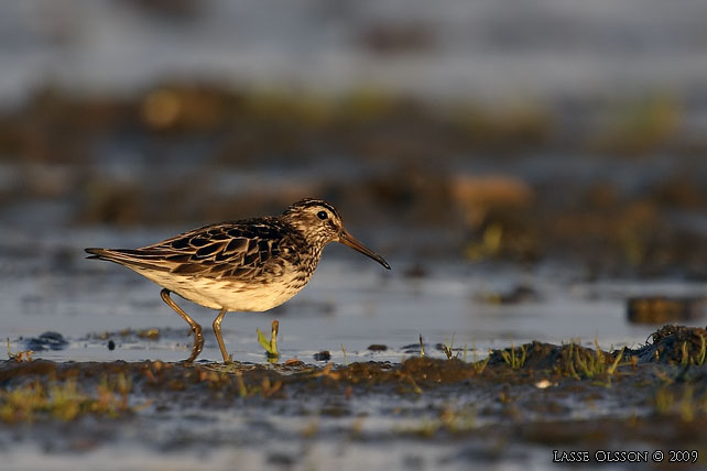 MYRSNPPA / BROAD-BILLED SANDPIPER (Limicola falcinellus)