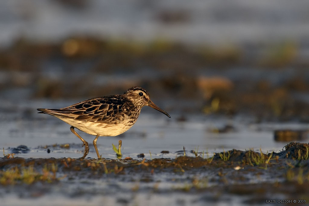 MYRSNPPA / BROAD-BILLED SANDPIPER (Limicola falcinellus) - Stng / Close