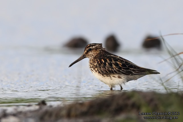 MYRSNÄPPA / BROAD-BILLED SANDPIPER (Limicola falcinellus) - stor bild / full size