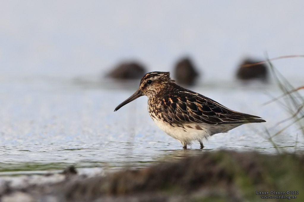 MYRSNPPA / BROAD-BILLED SANDPIPER (Limicola falcinellus) - Stng / Close