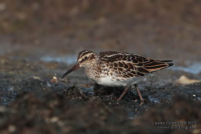 MYRSNÄPPA / BROAD-BILLED SANDPIPER (Limicola falcinellus) - stor bild / full size