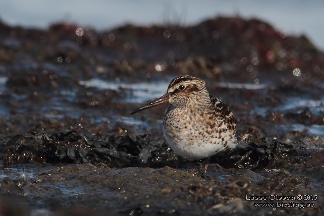 MYRSNÄPPA / BROAD-BILLED SANDPIPER (Limicola falcinellus) - stor bild / full size