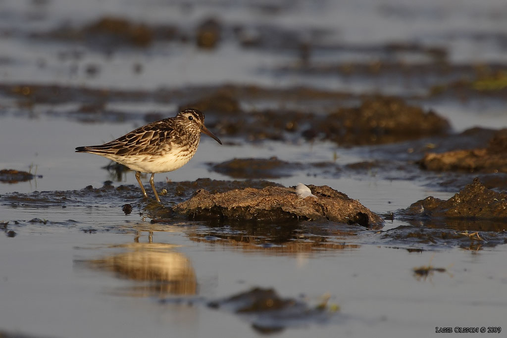 MYRSNPPA / BROAD-BILLED SANDPIPER (Limicola falcinellus) - Stng / Close