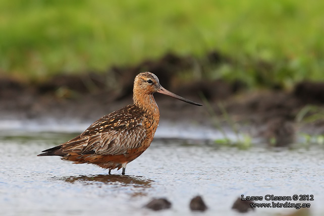 MYRSPOV / BAR-TAILED GODWIT (Limosa lapponica) - stor bild / full size