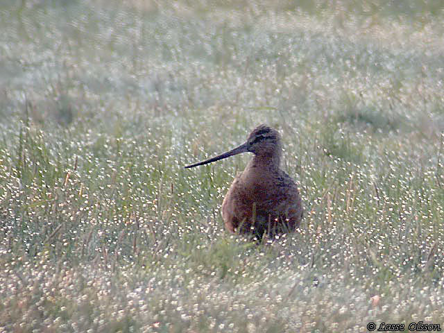 MYRSPOV / BAR-TAILED GODWIT (Limosa lapponica)