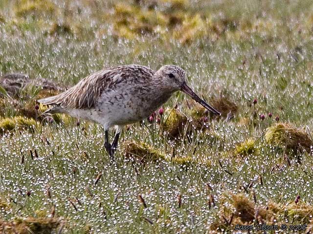 MYRSPOV / BAR-TAILED GODWIT (Limosa lapponica)