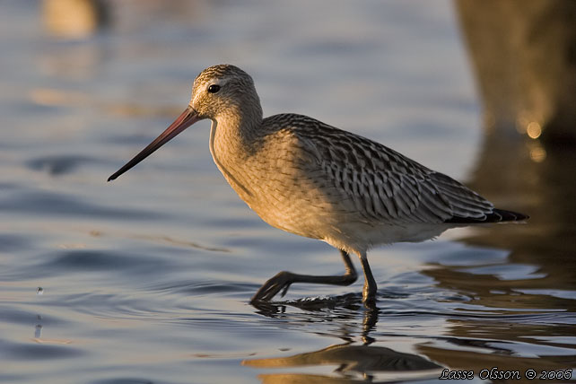 MYRSPOV / BAR-TAILED GODWIT (Limosa lapponica)