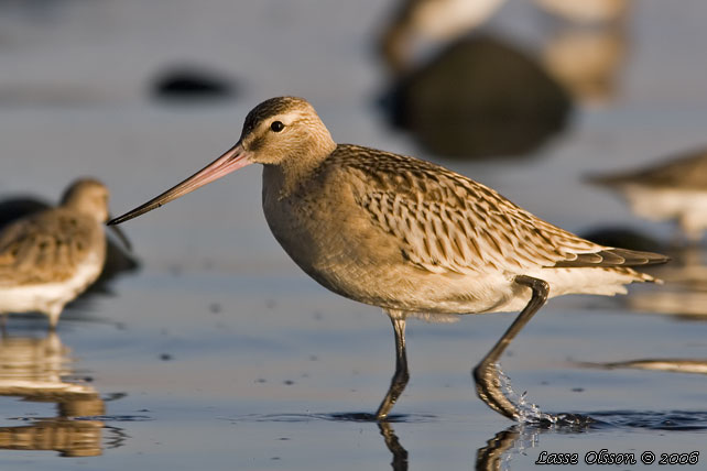 MYRSPOV / BAR-TAILED GODWIT (Limosa lapponica) - stor bild / full size