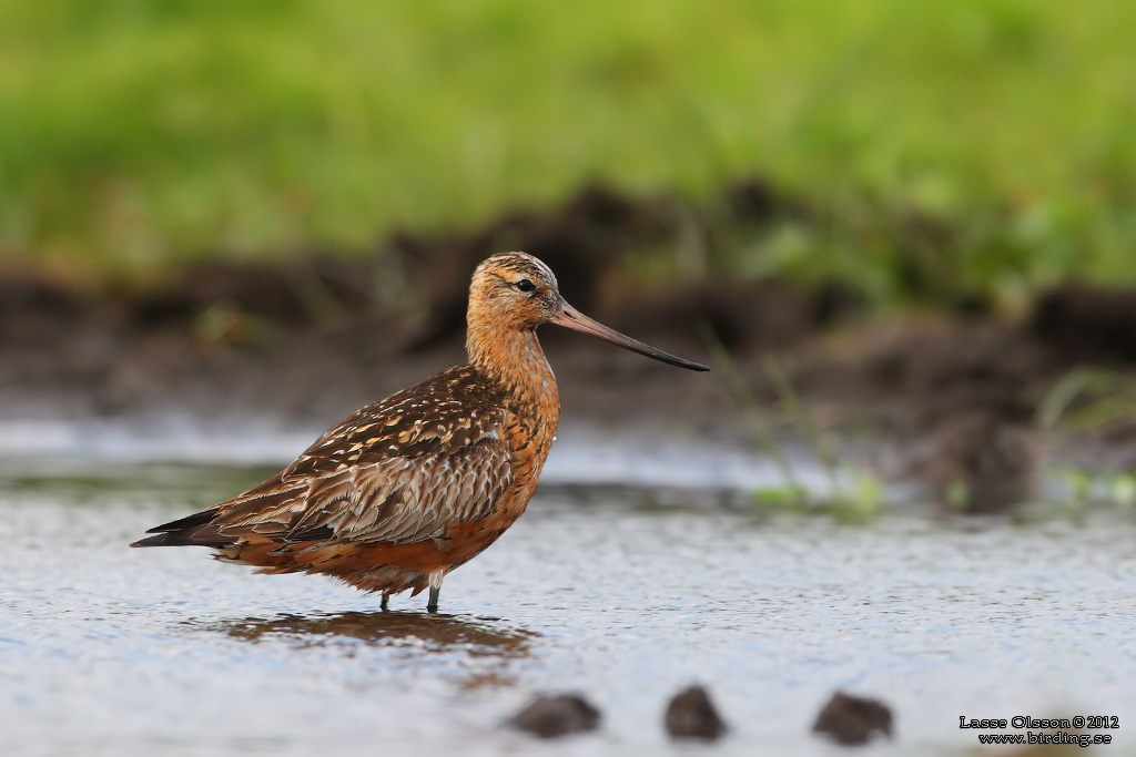 MYRSPOV / BAR-TAILED GODWIT (Limosa lapponica) - Stng / Close