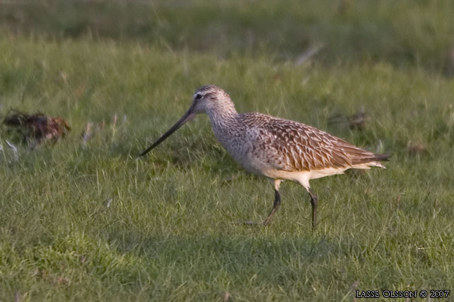 MYRSPOV / BAR-TAILED GODWIT (Limosa lapponica) - stor bild / full size