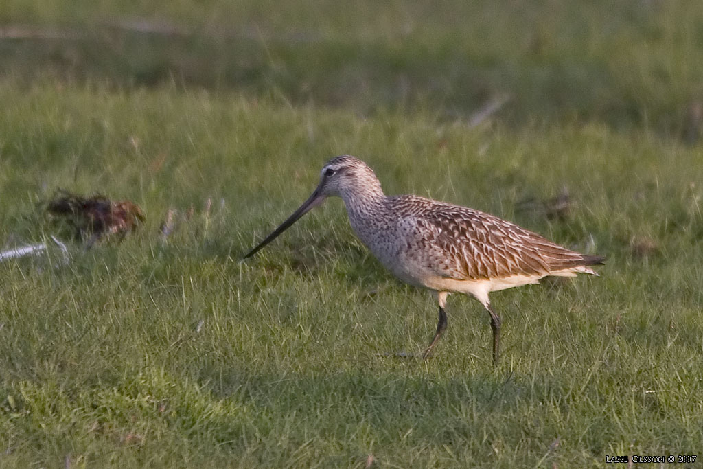 MYRSPOV / BAR-TAILED GODWIT (Limosa lapponica) - Stng / Close