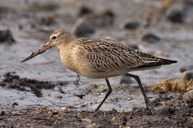 MYRSPOV / BAR-TAILED GODWIT (Limosa lapponica) - stor bild / full size