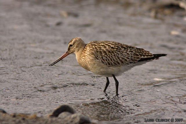 MYRSPOV / BAR-TAILED GODWIT (Limosa lapponica) - stor bild / full size