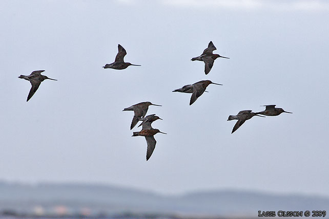 MYRSPOV / BAR-TAILED GODWIT (Limosa lapponica) - stor bild / full size