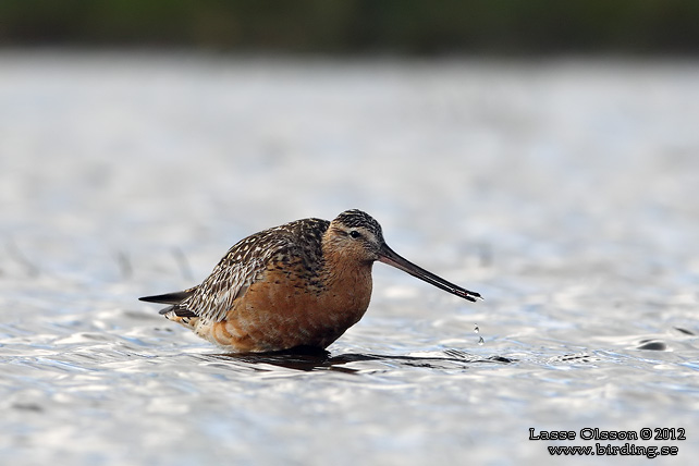 MYRSPOV / BAR-TAILED GODWIT (Limosa lapponica) - stor bild / full size