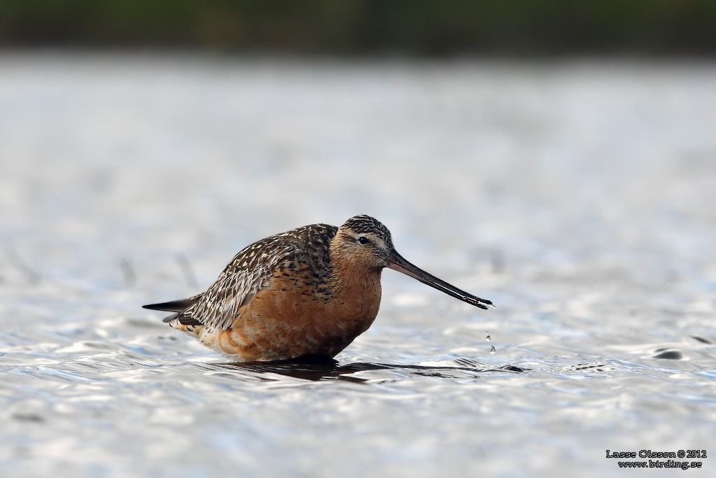 MYRSPOV / BAR-TAILED GODWIT (Limosa lapponica) - Stng / Close