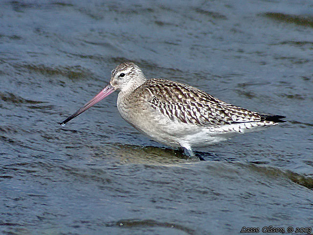 MYRSPOV / BAR-TAILED GODWIT (Limosa lapponica ssp. islandica)