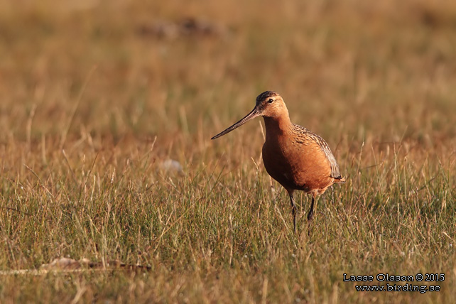 MYRSPOV / BAR-TAILED GODWIT (Limosa lapponica) - stor bild / full size