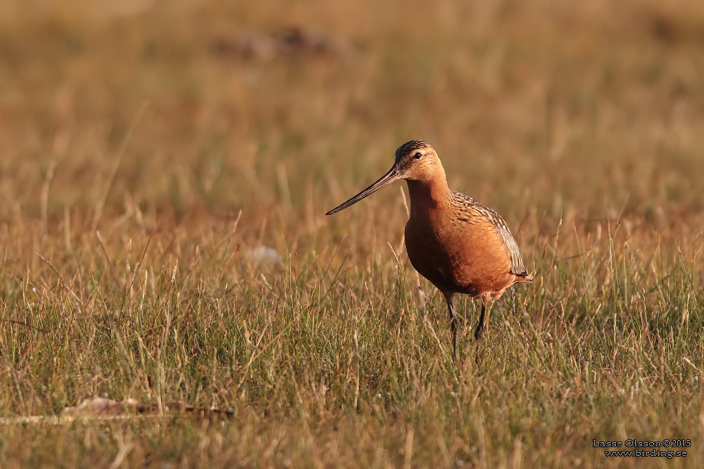 MYRSPOV / BAR-TAILED GODWIT (Limosa lapponica) - Stng / Close