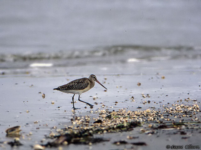 MYRSPOV / BAR-TAILED GODWIT (Limosa lapponica ssp. islandica)