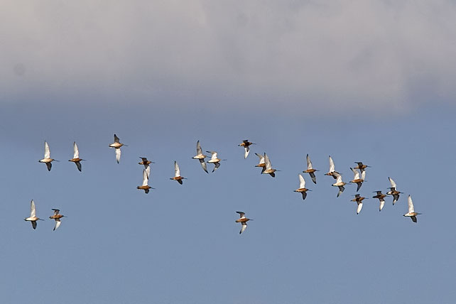 MYRSPOV / BAR-TAILED GODWIT (Limosa lapponica)