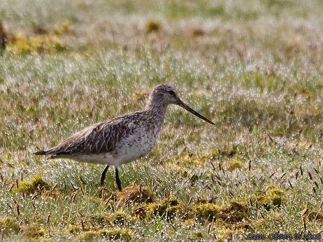 MYRSPOV / BAR-TAILED GODWIT (Limosa lapponica)