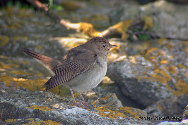 NKTERGAL / THRUSH NIGHTINGALE (Luscinia luscinia)