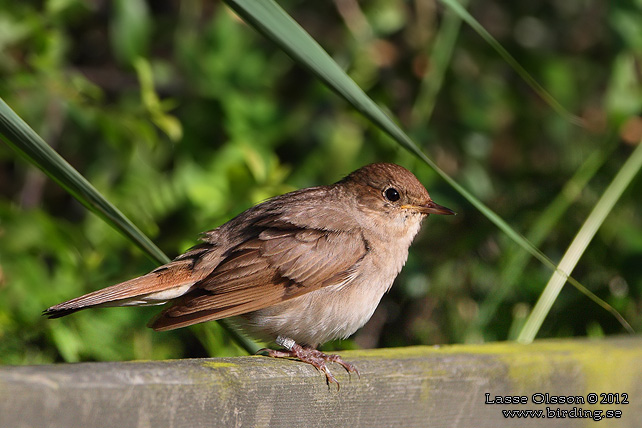 NÄKTERGAL / THRUSH NIGHTINGALE (Luscinia luscinia)