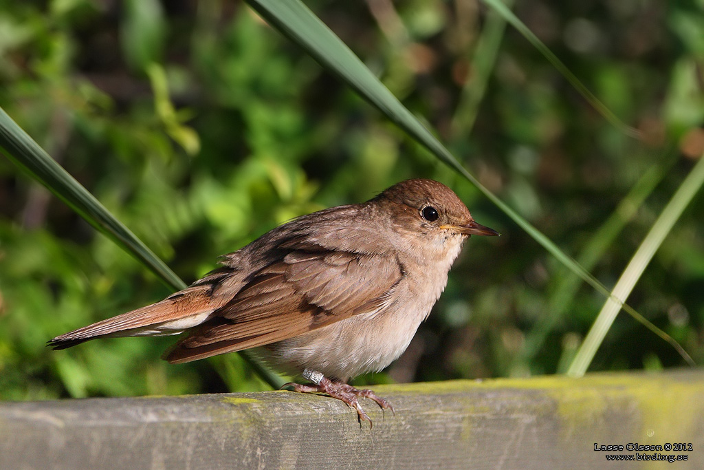 NÄKTERGAL / THRUSH NIGHTINGALE (Luscinia luscinia) - Stäng / Close