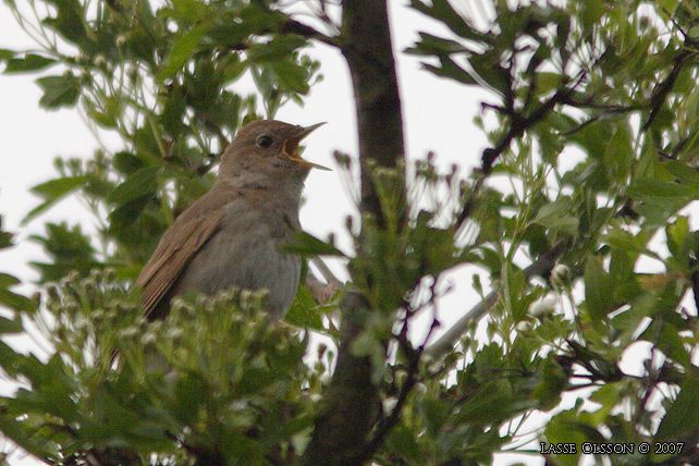 NKTERGAL / THRUSH NIGHTINGALE (Luscinia luscinia)