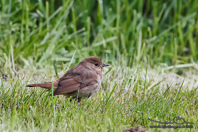 NÄKTERGAL / THRUSH NIGHTINGALE (Luscinia luscinia)