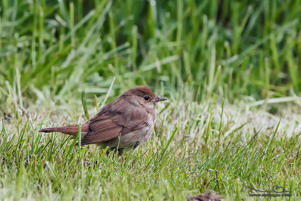 NÄKTERGAL / THRUSH NIGHTINGALE (Luscinia luscinia) - Stäng / Close