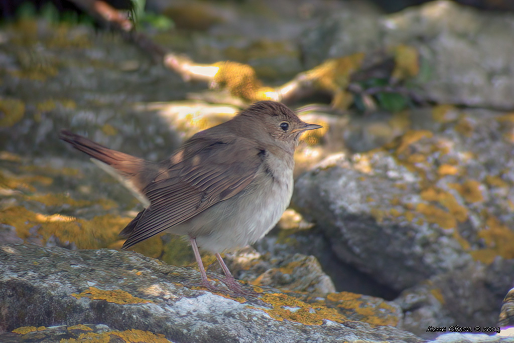 NÄKTERGAL / THRUSH NIGHTINGALE (Luscinia luscinia) - Stäng / Close