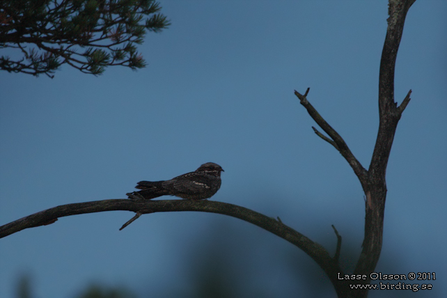 NATTSKÄRRA / EUROPEAN NIGHTJAR (Caprimulgus europaeus)