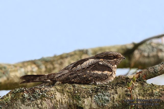 NATTSKÄRRA / EUROPEAN NIGHTJAR (Caprimulgus europaeus)