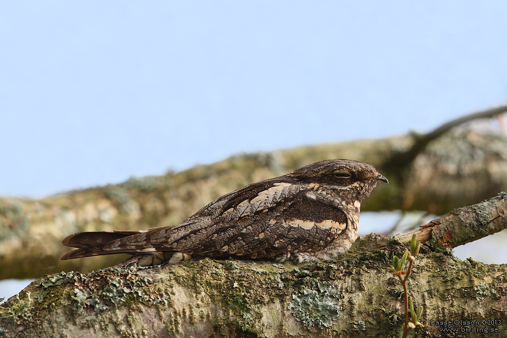 NATTSKRRA / EUROPEAN NIGHTJAR (Caprimulgus europaeus) - Stäng / Close