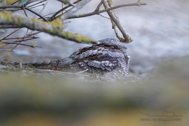 NATTSKÄRRA / EUROPEAN NIGHTJAR (Caprimulgus europaeus)