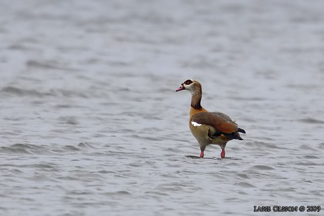 NILGS / EGYPTIAN GOOSE (Alopochen aegyptiacus)